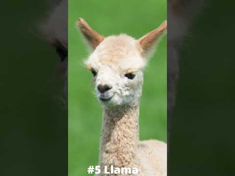 6 insane exotic animals you can own 😱 #shorts