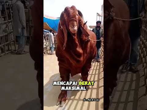 kambing red Kalahari Afrika yang luar biasa. #organicfarming #farming