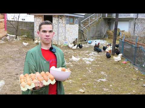 Stigla prva jaja, Zaim oduševljen, napravio kokošinjac, dobio još 2 ovce