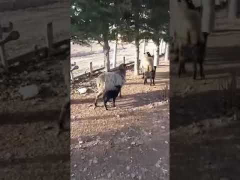 #romanov  #kuzumakinası yılın ilk kuzuları güneşle buluştu MAŞALLAH KARA OĞULLARIMA