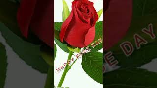 Happy Rose Day My Sweetheart | Rose Day Shayari For Boy Friend, Husband
