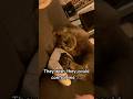 My Human Once Told Me This Cat Cute Funny Catvideos Shorts