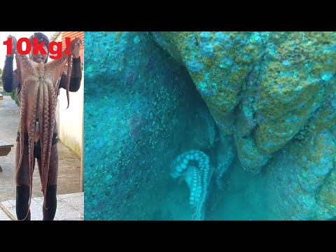spearfishing Giant Octopus