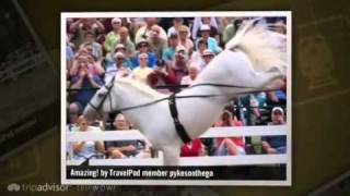 preview picture of video 'Awesome! Herrmann's Royal Lipizzan Stallions Pykesonthego's photos around Myakka City'