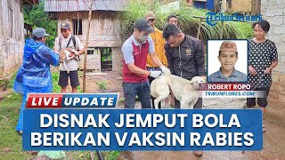 Disnak Manggarai Timur Vaksin Rabies Ratusan Anjing & Kucing seusai Dugaan Warga Tewas Digigit HPR