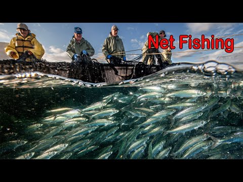 Amazing Net Fishing Herring in The Deep Sea - Net Fishing Catch Hundreds Tons Fish on The Boat