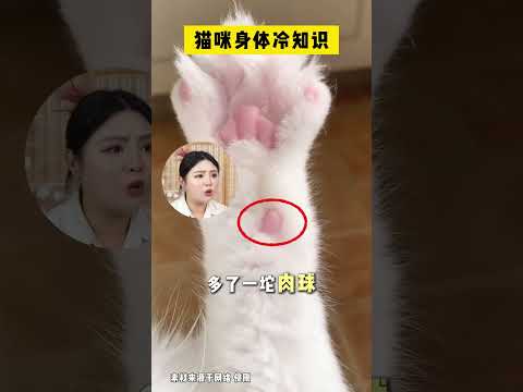 猫咪身体冷知识别再误会哈基米啦! #新手养猫 #养猫经验分享 #科学养宠 #铲屎官