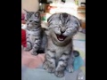 Audio Mort De Rire