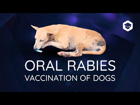 Rabies in Dogs: Causes, Symptoms & Prevention - VOSD