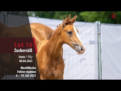Fohlen-Auktion Lot 16 Zuckersüß Stute v. Zoom - Escolar