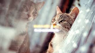 Download lagu Story WA Sad | Kata Kata Sedih - Kucing Galau mp3