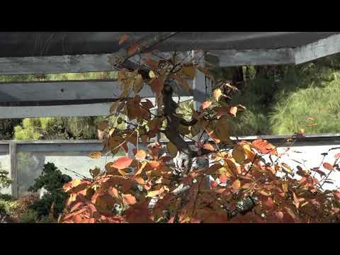 Good Bye Old Friend: Japanese Hornbeam Bonsai