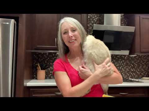 Holistic Cat Care:  Food storage, oxidation & expiration dates | Purrrfectly Holistic