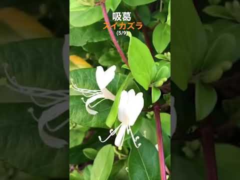 スイカズラの挿し木はいつ、どのように行うのですか?この植物をうまく繁殖させるためのチュートリアルとビデオは次のとおりです。  庭園