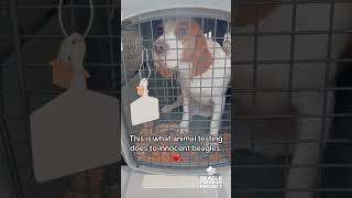 This is what animal testing does to beagles 💔 #stopanimaltesting