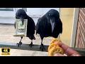 Overdramatic CROWS Being Absolutely Hilarious! 🐦⬛🤣 Funniest Animals Caught on Camera