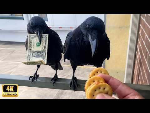 Overdramatic CROWS Being Absolutely Hilarious! 🐦⬛🤣 Funniest Animals Caught on Camera