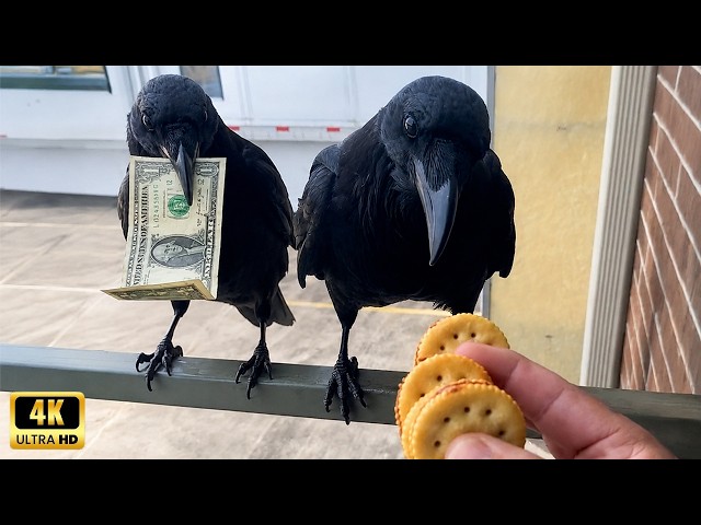Overdramatic CROWS Being Absolutely Hilarious! 🐦⬛🤣 Funniest Animals Caught on Camera