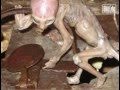 'Baby' Alien found by farmer in Mexico - DNA tests ...