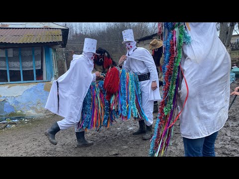 Căluț, rediu!!! 01/01/2022