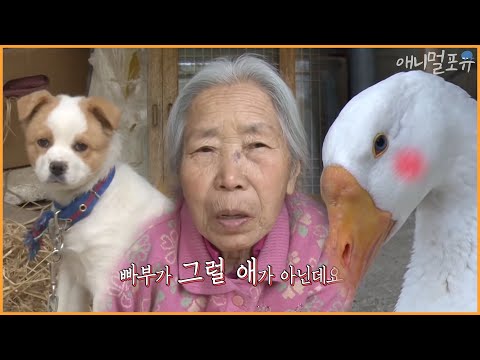 , title : '[동물다큐 풀버전] 강아지 이기고 서열 1위 차지한 황금거위 빠부｜꼬부랑 할머니와 황금거위 KBS 방송'