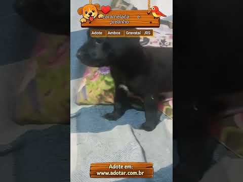 Vídeo de caramelada e pretinho