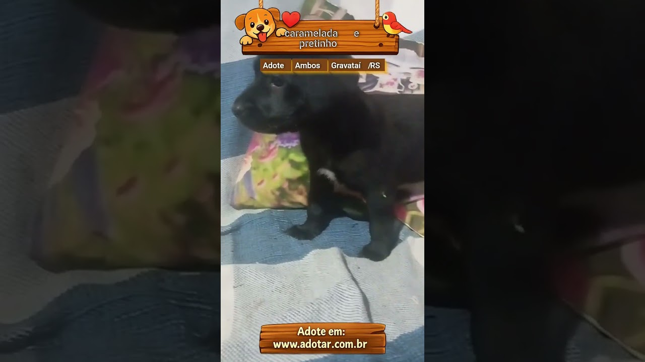 Cachorro raça SRD-ViraLata idade Abaixo de 2 meses nome caramelada e pretinho