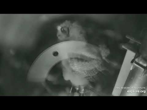 Great-horned Owl @Roger's Place - 11:14 PM, 5/26/2022 - Owl Fledgling curious about Cam equipment