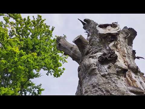 Tour Harzgarten - Wandern in Stolberg