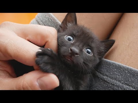 Cute Black Kitten 😻 Transformation Into Panther 🐾