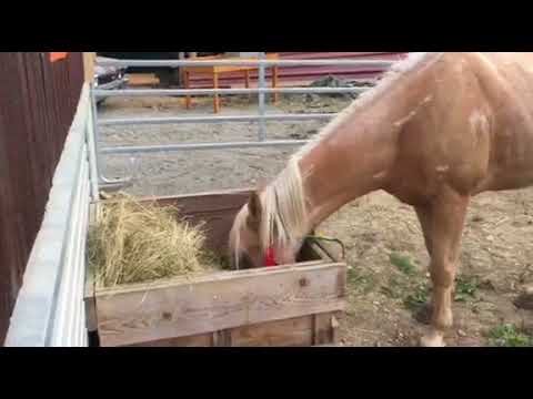 MUSTANG MAKEOVER 2018 // Update 1 TAG 4361 - Ankunft bei Emilia Schlotterbeck