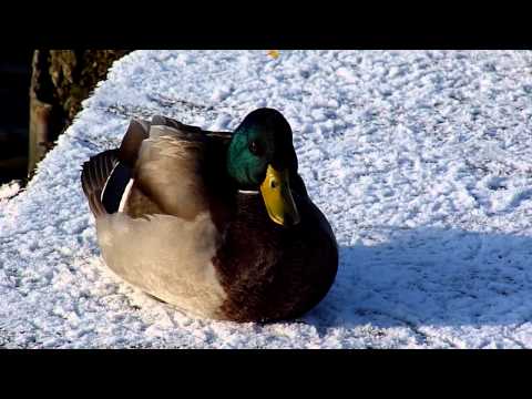 More birds on a freezing lake