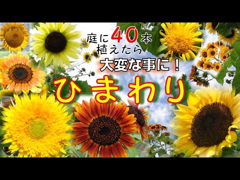 園芸 ヒマワリ、ヘリアンサス、アメリカン サルシファイ