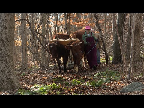 Hauling firewood with oxen in the Connecticut woods