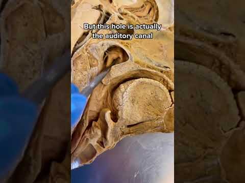 Anatomy of the ear, nose and throat