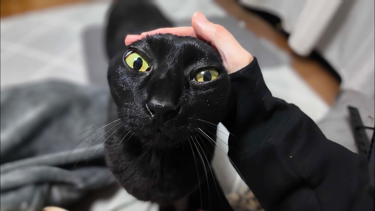 違った？って聞いたらそうよ！って返事してる様に鳴いて応える黒猫