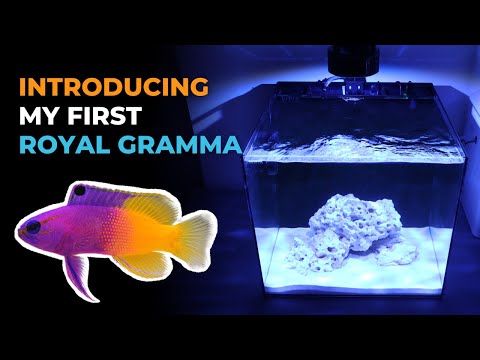 Ep. 2 Introducing My First Royal Gramma - Waterbox Cube 20 | Blue Reef Tank