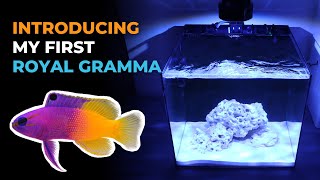 Ep. 2 Introducing My First Royal Gramma - Waterbox Cube 20 | Blue Reef Tank