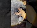 The daily life of coal miners in Pakistan #shorts