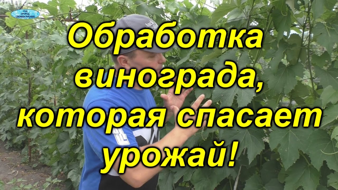 Обработка винограда, смородины и крыжовника, которую мы обязательно делаем в июле!