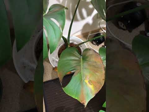 私のモンステラが泣いています。いつ、どのようにモンステラ デリシオサに適切に水をやるのか、どうすればいいですか