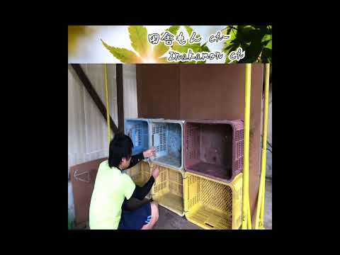 なぜ鶏にお酢を与えるのでしょうか？鶏小屋で何の役に立つの？  庭園