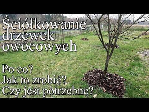 Ściółkowanie drzew owocowych  Po co, jak i czy trzeba to robić?