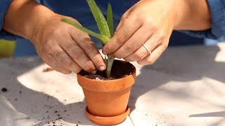 How to Propagate Aloe Vera 🌿