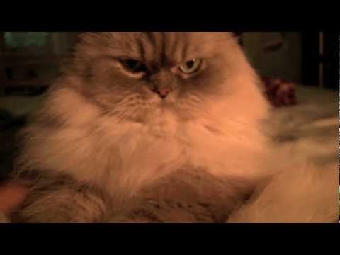 The Cat-Croc's Return