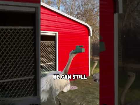 Dealing with my stupid bird Kevin @TheUrbanRescueRanch