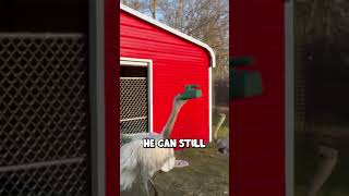 Download lagu Dealing with my stupid bird Kevin @TheUrbanRescueRanch mp3 Download lagu Dealing with my stupid bird Kevin @TheUrbanRescueRanch mp3