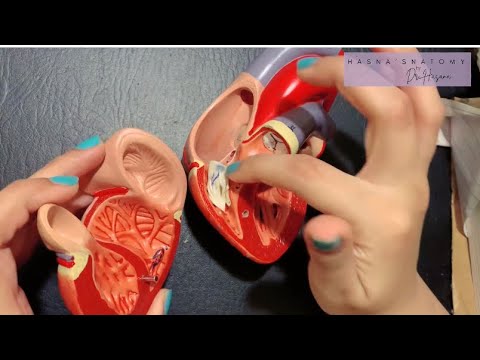 Heart Internal Features | Chambers | Right Atrium & Ventricle Detailled | Valves | Papillary Muscles