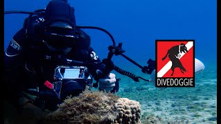 Underwater Videography: Auto or Fixed Focus?