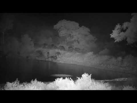 Djuma: Buffalo herd drinks and rest around the dam (full sighting) - 02:39 - 01/17/2023